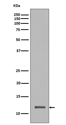 Histone H4 (tri methyl K20) Rabbit mAb