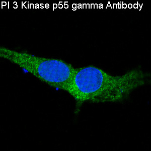 PI 3 Kinase p55 gamma Rabbit mAb