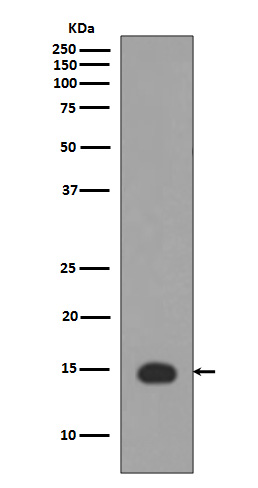 Histone H3 (acetyl K4) Rabbit mAb 