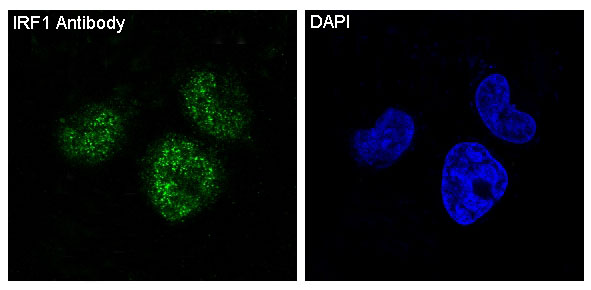 IRF1 Rabbit mAb