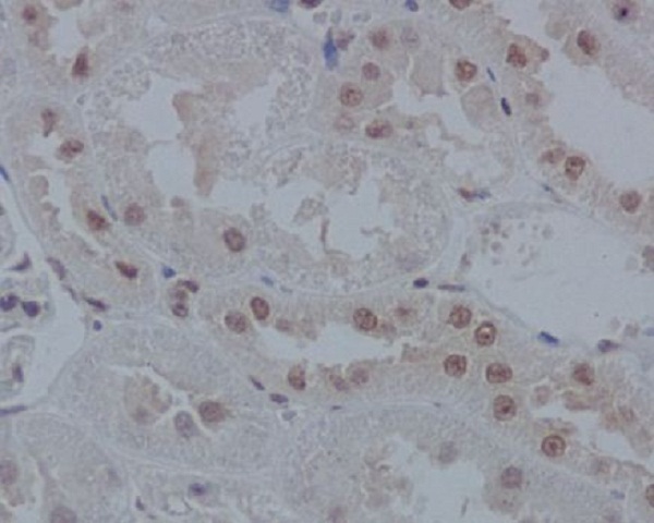 IRF1 Rabbit mAb