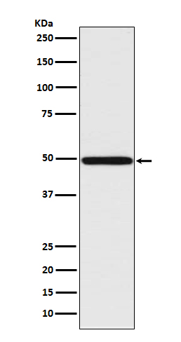 IRF1 Rabbit mAb