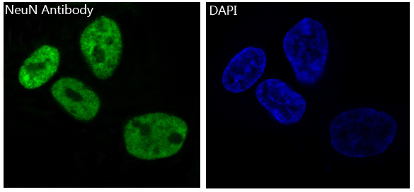 NeuN Rabbit mAb