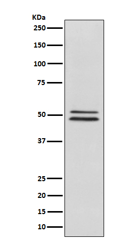 NeuN Rabbit mAb