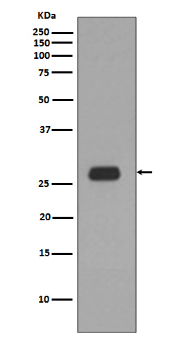 Prohibitin Rabbit mAb