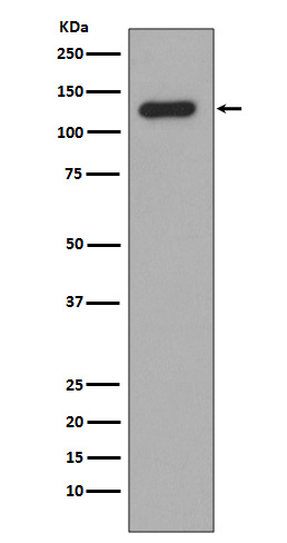 Collagen XVII Rabbit mAb