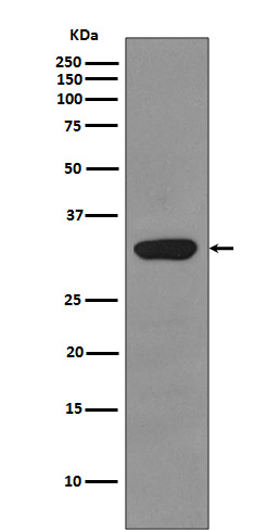 RPS3 Rabbit mAb