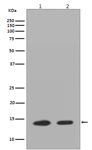 Histone H2A.Z Rabbit mAb