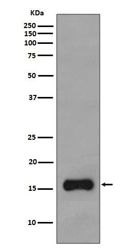 TOMM20 Rabbit mAb