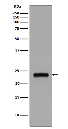 Rab5 Rabbit mAb