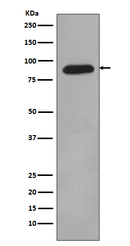 HIF-1 beta Rabbit mAb 