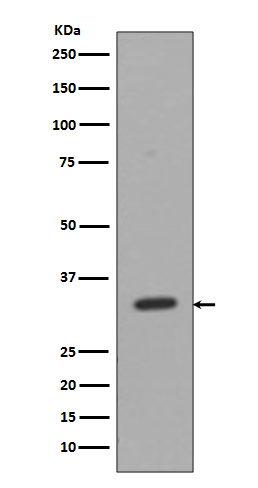 CD8 Rabbit mAb