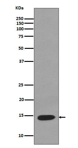 Lysozyme Rabbit mAb 