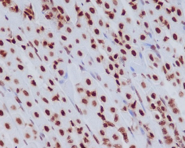 Histone H3.3 Rabbit mAb 