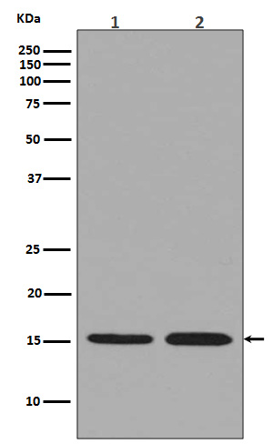 Histone H3.3 Rabbit mAb 