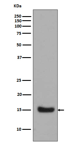 Midkine Rabbit mAb 