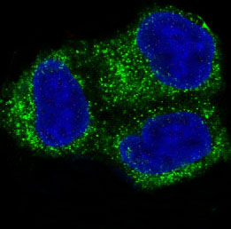 COX2 Rabbit mAb