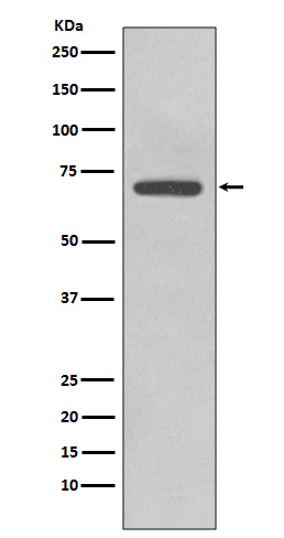 COX2 Rabbit mAb