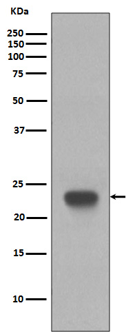 CD3 epsilon Rabbit mAb