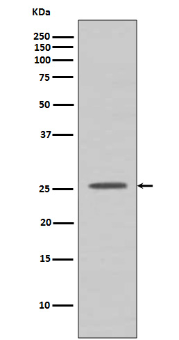 BCL2A1  Rabbit mAb