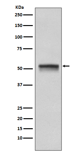 Chk1 Rabbit mAb