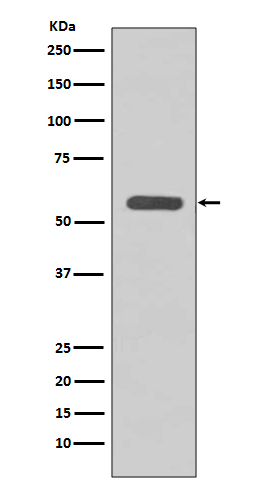 STK3 Rabbit mAb