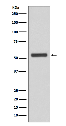 JNK2 Rabbit mAb