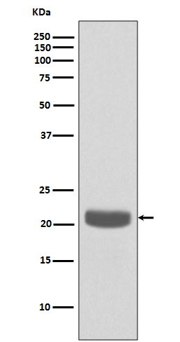 PEBP1 Rabbit mAb