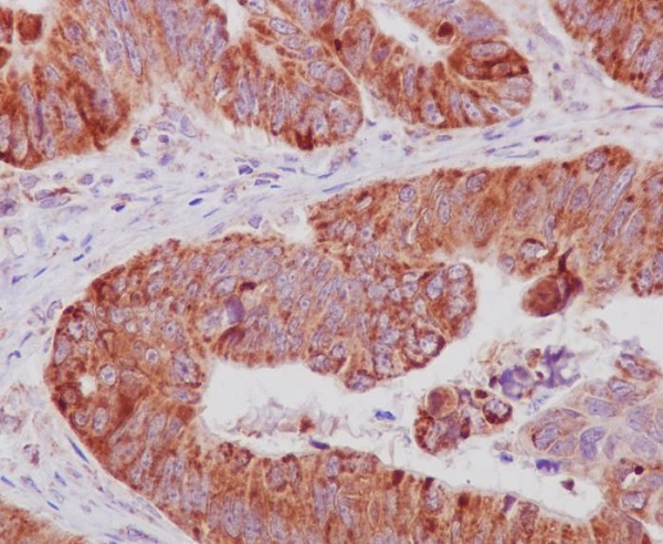 Cytochrome C Rabbit mAb