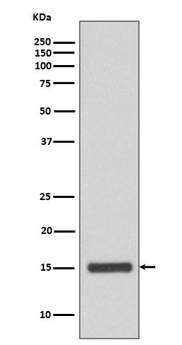 Cytochrome C Rabbit mAb