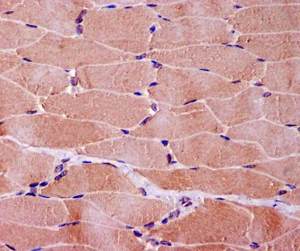 Myoglobin Rabbit mAb