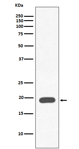 Myoglobin Rabbit mAb