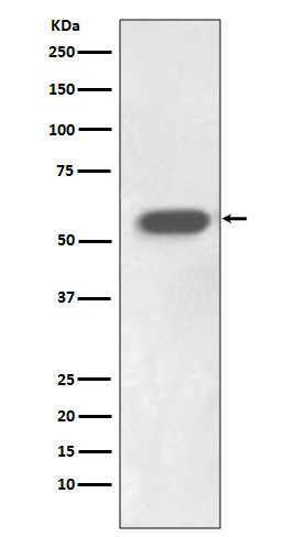 IRF7 Rabbit mAb