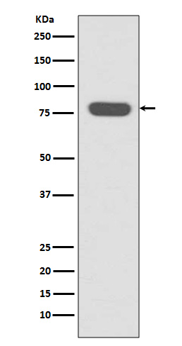 Radixin Rabbit mAb