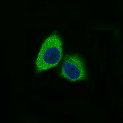 Nestin Rabbit mAb