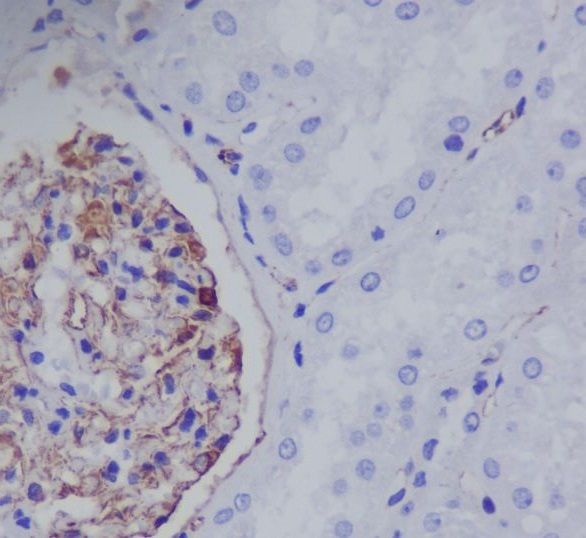 Nestin Rabbit mAb