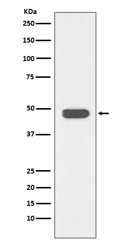 IKB beta Rabbit mAb