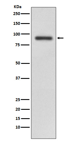 RALBP1 Rabbit mAb