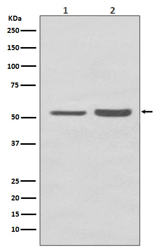 PRP19 Rabbit mAb