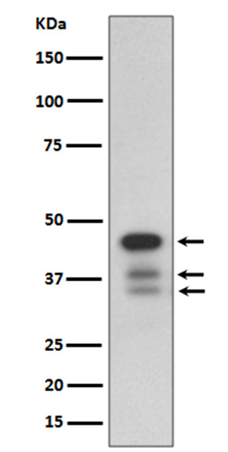 cleaved Caspase-9 Rabbit mAb