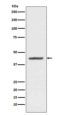 HMBS Rabbit mAb