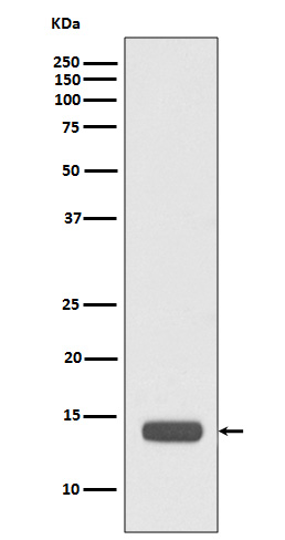 RPS20 Rabbit mAb