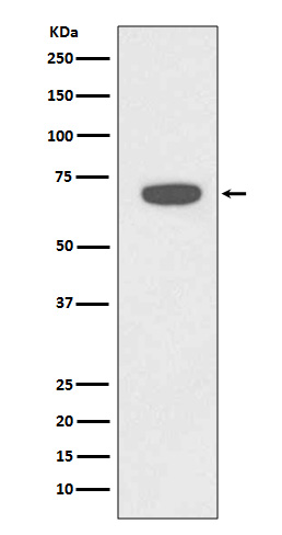 RAD18 Rabbit mAb