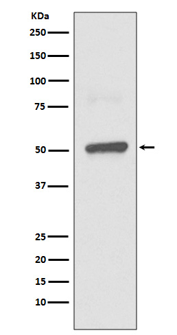 BPI Rabbit mAb