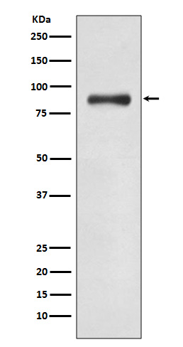 WASF2 Rabbit mAb