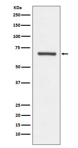 Angiopoietin 1 Rabbit mAb