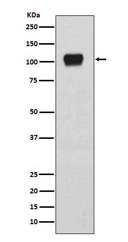 ATG9A Rabbit mAb