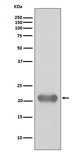 Smac/Diablo Rabbit mAb