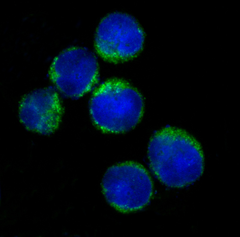 HLA-DRA Rabbit mAb