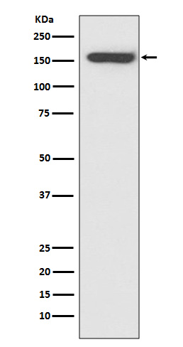 CD21 Rabbit mAb